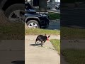 Funny French Bulldogs