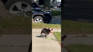 Funny French Bulldogs
Warning: This video is full of Frenchies. Just... so many frenchies. Too many frenchies to count, actually! Happy frenchies, funny frenchies, silly frenchies, and MORE!! 🤣 Step right up and get your frenchie fix now! 🎟️🐕 #Dog #FrenchBulldog #Frenchies #Funny #Pets
Were the happy place for animal lovers! You’ll always find real pets, real joy and real moments that remind you why animals make life better, here at The Pet Collective.
✨💕🐶Subscribe to The Scoop for our most entertaining pet videos, helpful pet parenting tips, and exclusive deals delivered straight to your email: https://bit.ly/TPCNewsLetter 😹❤️✨
Has your pet taken over your Instagram feed? Submit your best pet videos for a chance to be featured on TPC:
https://www.thepetcollective.com/submit-a-video/
All your TPC needs can be found right here: https://linktr.ee/thepetcollective
For inquiries regarding advertising or brand partnerships, find us at petcollective@tmbi.com Funny French Bulldogs
