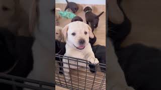 labrador 8630366321 #labrador #viral #puppy #yt #shorts #pets #meerut #trending #delhi #quiz #love