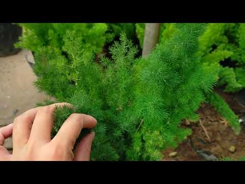 Bán cây tùng nho 0977973535 - youtube