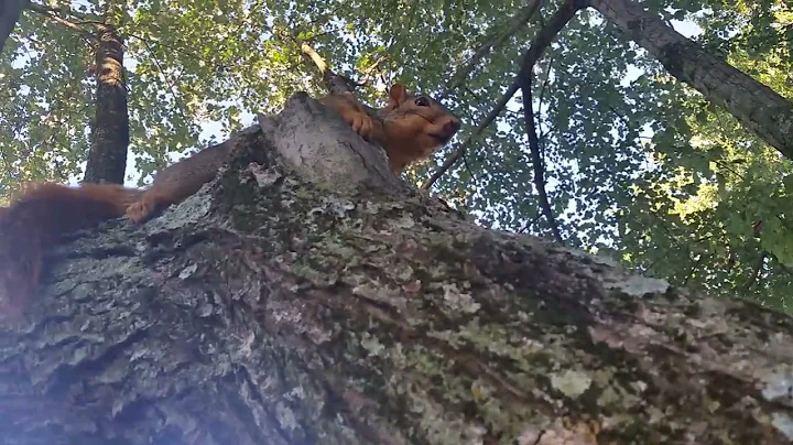 Lovelace the squirrel freezes in fear over somethi...