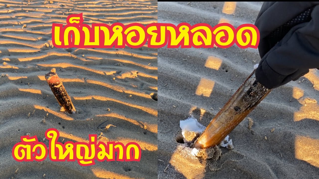 วิถีชีวิตมาดามเก็บหอยหลอด มื้อนี้ไม่ต้องซื้อกับข้าว ประหยัดเงิน ได้กินของอร่อยๆจ้า