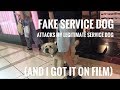 FAKE SERVICE DOG ATTACKS MY REAL SERVICE DOG ON FILM