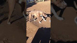 Remy Walking Stiffly