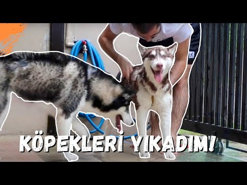 Video: Husky Nasıl Yıkanır