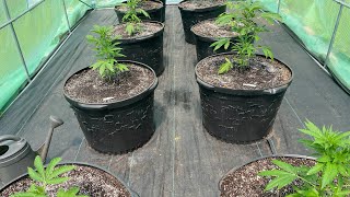 Outdoor grow 2023: watering the plants