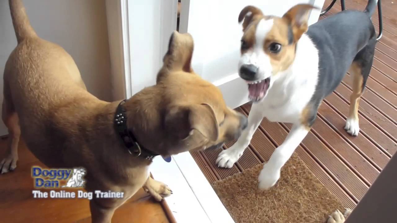 border collie cross shar pei