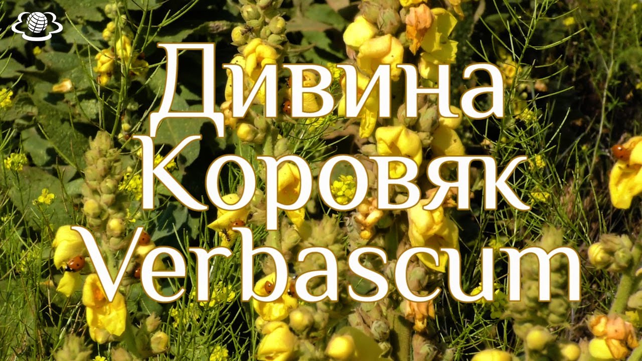 Дивина - YouTube