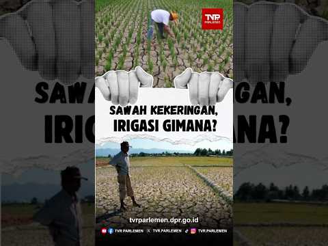 Sawah Kekeringan, Irigasi Gimana?