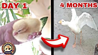 FROM EGG TO GOOSE // BEAUTIFUL TIMELAPSE JOURNEY ...😍😉👍🏻