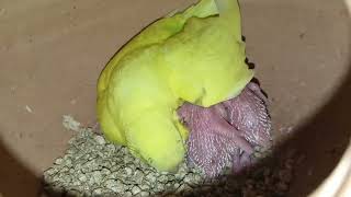 BUDGIE MOTHER PROTECT BUDGIE BABIES . বাচ্চা সহ বাজরিগার জোড়া । #birds #budgie #parakeet #বাজরিগার