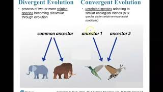 Convergent and Divergent Evolution