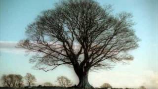 Miniatura de vídeo de "sycamore tree-paul brandt"