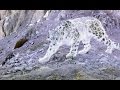 Elusive Snow Leopard Of The Himalayas | Planet Earth II