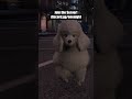 Poodle karate trolling in gta 5 gta5rp gtaroleplay shorts