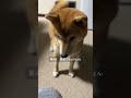 柴犬が飼い主を子分と思ってる行動TOP10【＃389】 #柴犬 #柴犬との暮らし