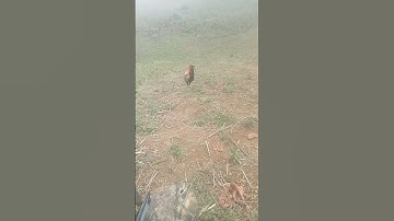 Kuv tus qaib dib zoo li no xwb tab sis dib tau ntau heev lawm