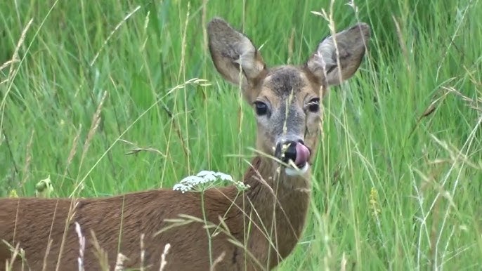 Alarm call by Spotted Deer 