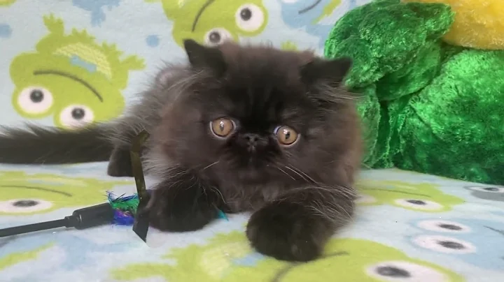 Video 9544321: persian kittens cattery, persian black male kitten