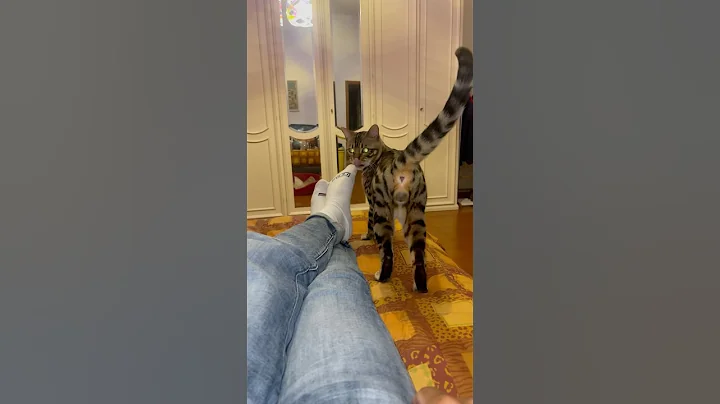 Video 8586671: bengalcat bengals cat kitten, bengal tiger leopard, bengals kitten bengalcat animals, cute bengal leopard, leopard big cat