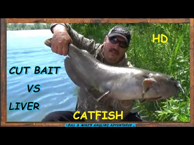 CUT BAIT VS CHICKEN LIVER CATFISH BAIT CHALLENGE 