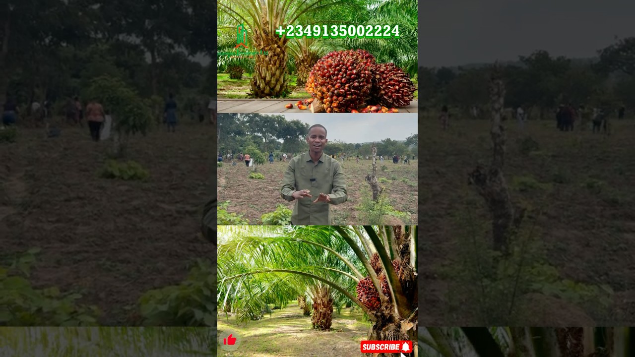 PLAN YOUR RETIREMENT PLANS WITH PALM CREST ESTATE, NIGERIA PALM OIL BUSINESS