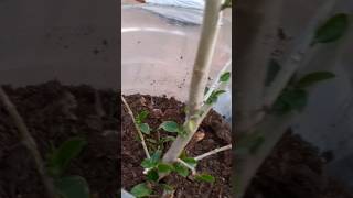 செதில் பூச்சிக்கு ஒரு ஸ்பூன் போதும். Remove Scale insects.  #terracegarden #youtubeshorts #tamil.