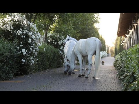 Arabian Horse -