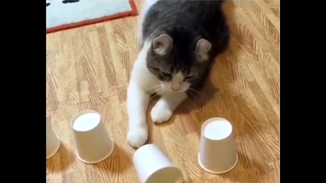 Smart Cat YouTube