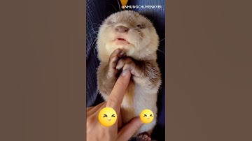 Rái cá tận chảy vì sung sướng