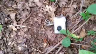 Bigfoot Gift Basket Area A 8/29/15 Part 1 How I found it