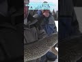 Трофейная щука на жерлицу зимой #рыбалка #щука #щуказимой #щуканажерлицы #щуканаживца