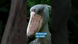 The shoebill stork gets its name from Dutch clogs