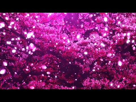 Romance, cherry blossoms, petals, falling photography&video background