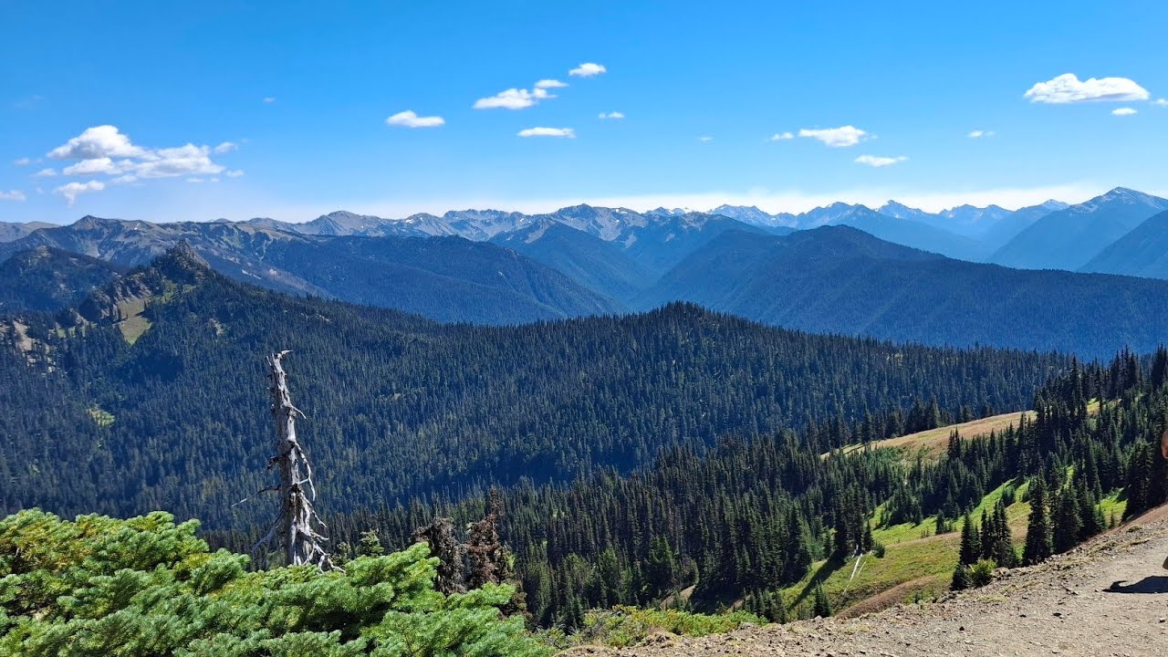 SWINGBACK SATURDAY TO A SUMMER HIKE AT HURRICANE RIDGE...🚶‍♀️⛰️🚶‍♂️ It's Been A LONG Time Coming!