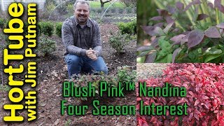 Blush Pink™ Nandina - Great Four Season Color