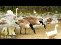 Nature relaxation  feeding ducks geese swans on a lake  all natural sound  4k