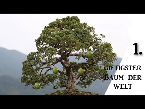 Video: Anchar Ist Ein Baum Des Todes. Giftpflanze. Ein Foto