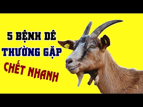 Video: Đặc Tính Chữa Bệnh Của Sữa Dê Là Gì?