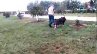 Berkshire Boar 4-9 (Hostile Takeover x Gary Coleman)