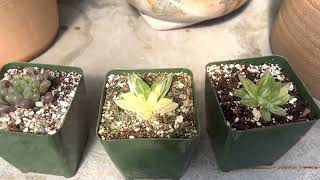 Beautiful and translucent Haworthia variety! screenshot 5