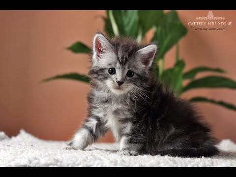 Maine Coon Kitten - Killigan Fire Stone  - Male (color ns 22)