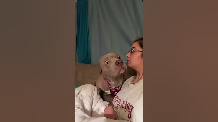 El Perro Descubre que su Dueño Puede HABLAR 😂