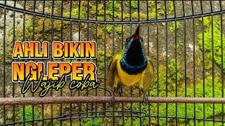 Download Lagu PANCINGAN SOGON SUPAYA EMOSI NAIK DAN NGLEPER #sogon #sogonngleper #sogongacor  MP3