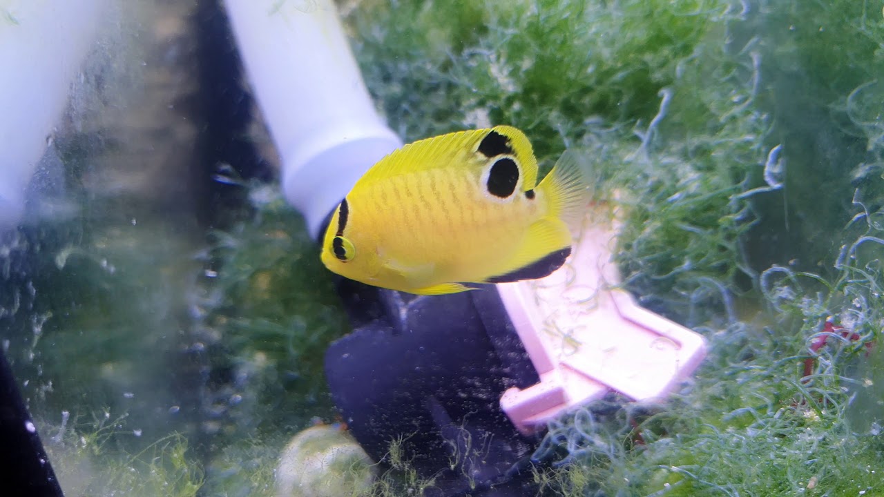 Goldflake Angelfish BA Captive GF7