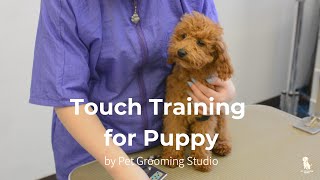 Touch Training for Puppy's First Time Grooming