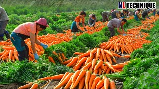 The Most Modern Agriculture Machines That Are At Another Level , How To Harvest Carrots In Farm