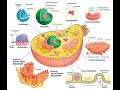 Cell Structure