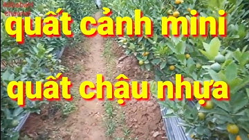 quất cảnh tết trên chậu nhựa, quất tết 2021 cây mini | AlibabaHchannel