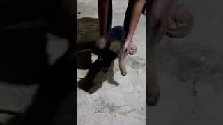 koi bachao mujhe #mrmax #germanshepherd #lovemaxlife #dogshortscute #funny #gsds #dogfun #puppy